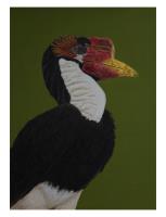Helmeted Hornbill, Critically Endangered